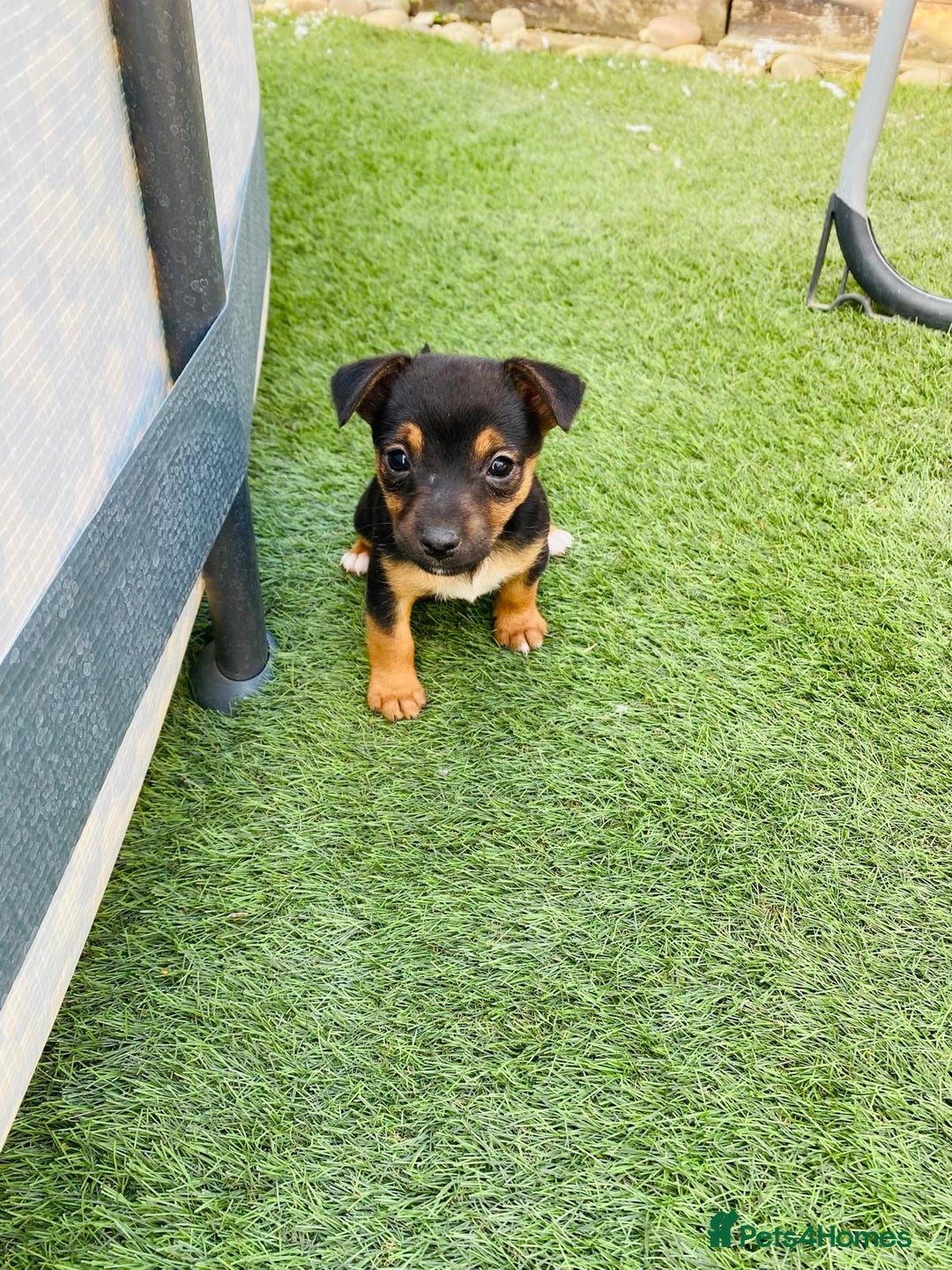 Jack Russell dogs for sale:  Beautiful Jack Russell puppies  - Image 7