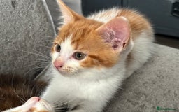 Domestic Shorthair cats for sale: Beautiful kitten needing a loving home.  - Image 1