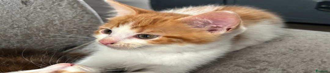 Domestic Shorthair Kitten 1