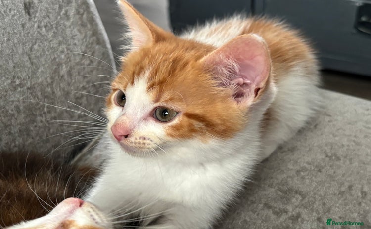 Domestic Shorthair cats - Advert 1
