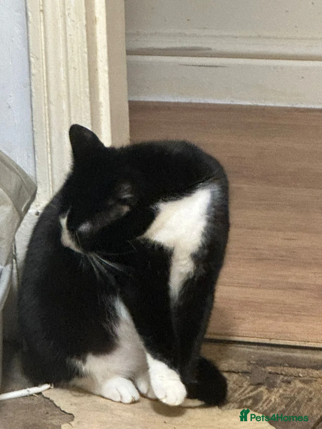 Mixed Breed cats for sale: 2 cata - Advert 4