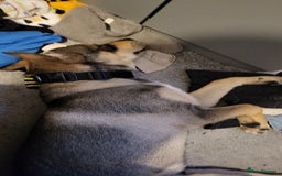 Mixed Breed dogs for sale: Arlo. - Image 3