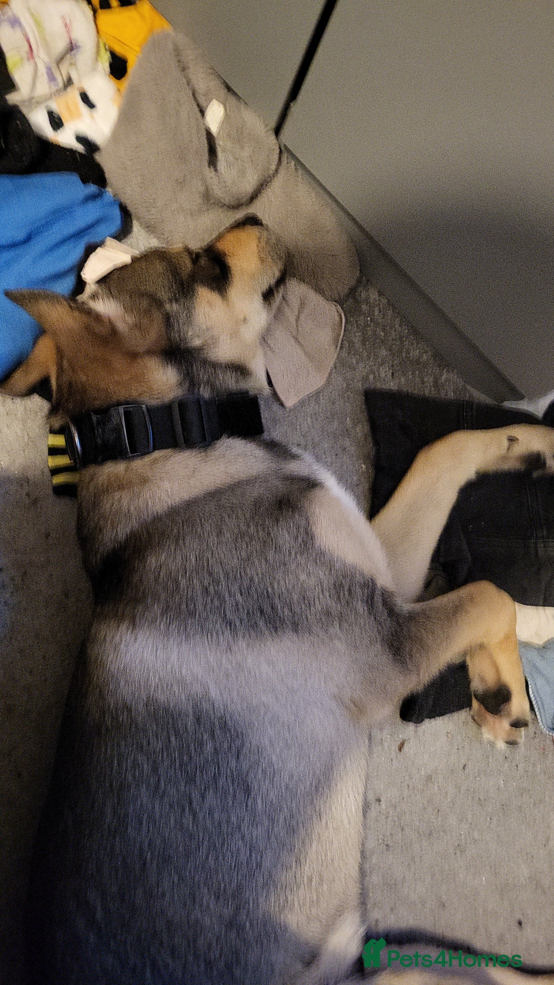 Mixed Breed dogs for sale: Arlo. - Image 3