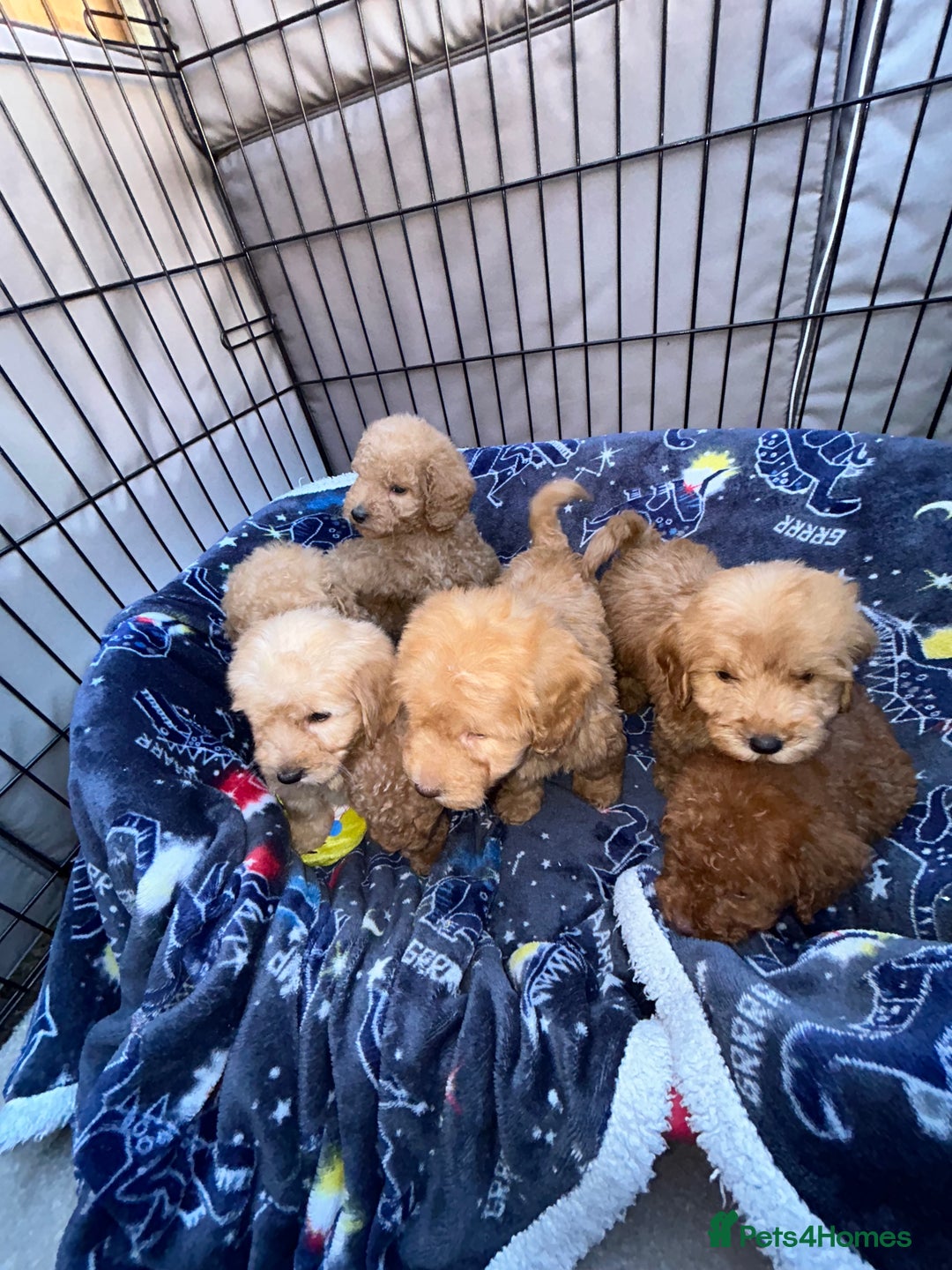 Cockapoo dogs for sale: 8 weeks old beautiful Cockapoo puppies  - Image 8