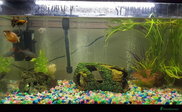 Other/Mixed Breed fish - Advert 1