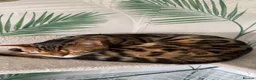 Bengal cats for sale: Bengal kittens  - Advert 4