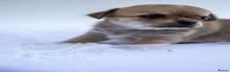 Chihuahua dogs for sale: 🌟 Exceptional Smooth-Coat Chihuahua Girls  - Advert 23