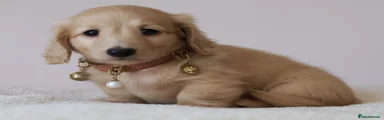 Miniature Dachshund Puppy 6