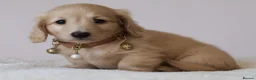 Miniature Dachshund dogs for sale: 5*Licensed+Cream+Long Hair+KC+VetChecked+PRAClear - Advert 13