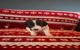 Mixed Breed dogs for sale: Lurcher x standard poodle  - Advert 2