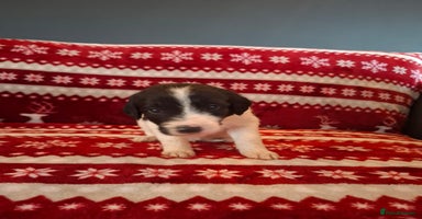 Mixed Breed dogs Lurcher x standard poodle  - Advert 9