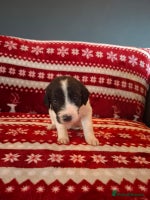 Mixed Breed dogs Lurcher x standard poodle - Advert 8