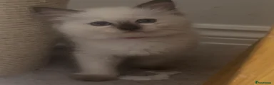 Ragdoll Kitten 2