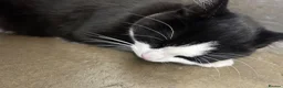 Mixed Breed cats for sale: Black and white cat in London - Advert 2