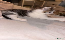 Siberian cats for sale: 1 female kitten  - Image 3