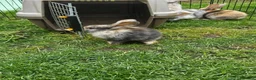Mixed Breed rabbits for sale: Mixed breed lops for sale. Ready Monday  in Mansfield - Advert 9