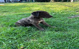 Mixed Breed dogs for sale: Lurcher x lab pups READY NOW!! - Image 6