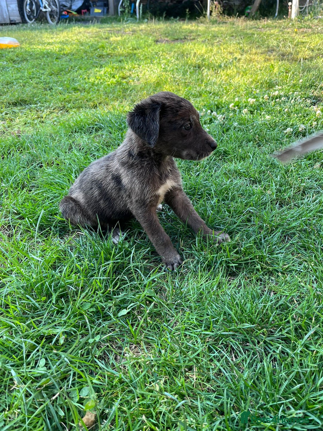Mixed Breed dogs for sale: Lurcher x lab pups READY NOW!! - Image 6