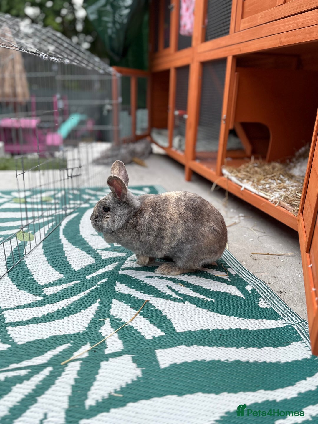 Mixed Breed rabbits for sale: Rabbit for sale - Image 6