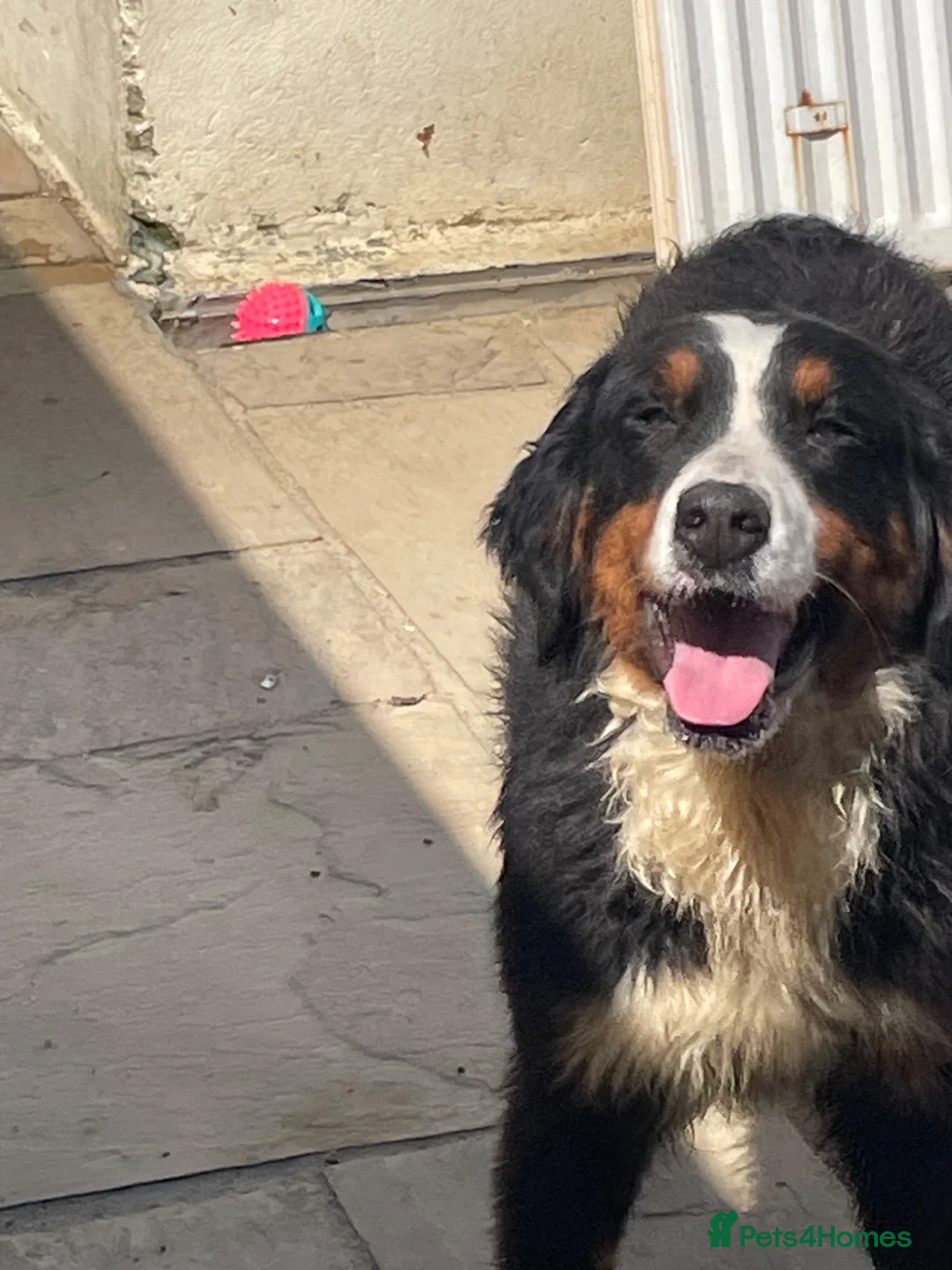 Bernese Mountain Dog dogs for sale: Stunning boys and girls - Advert 18