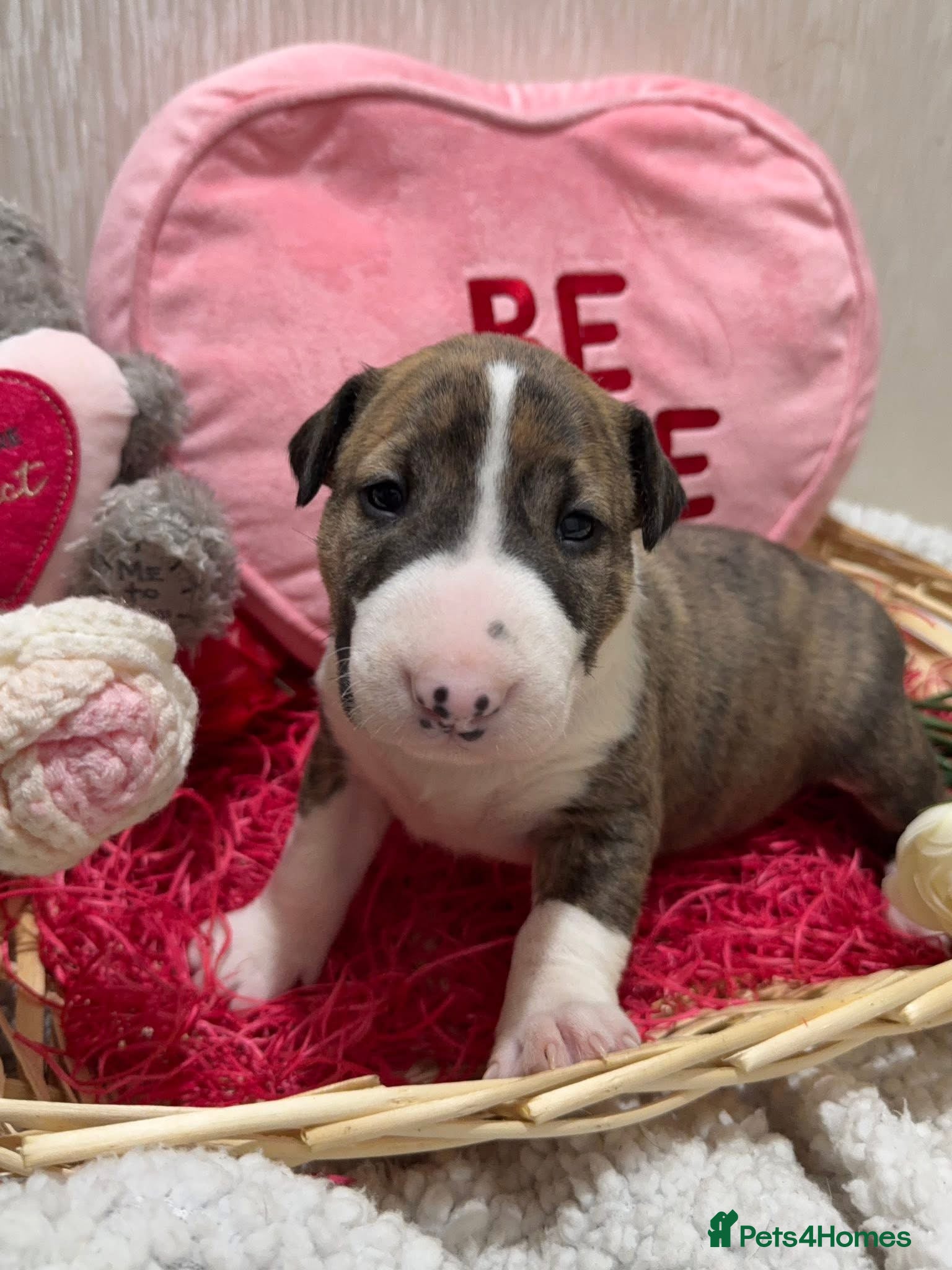 English Bull Terrier dogs Female Bull Terrier - Advert 13