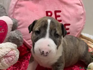English Bull Terrier dogs Female Bull Terrier - Advert 13