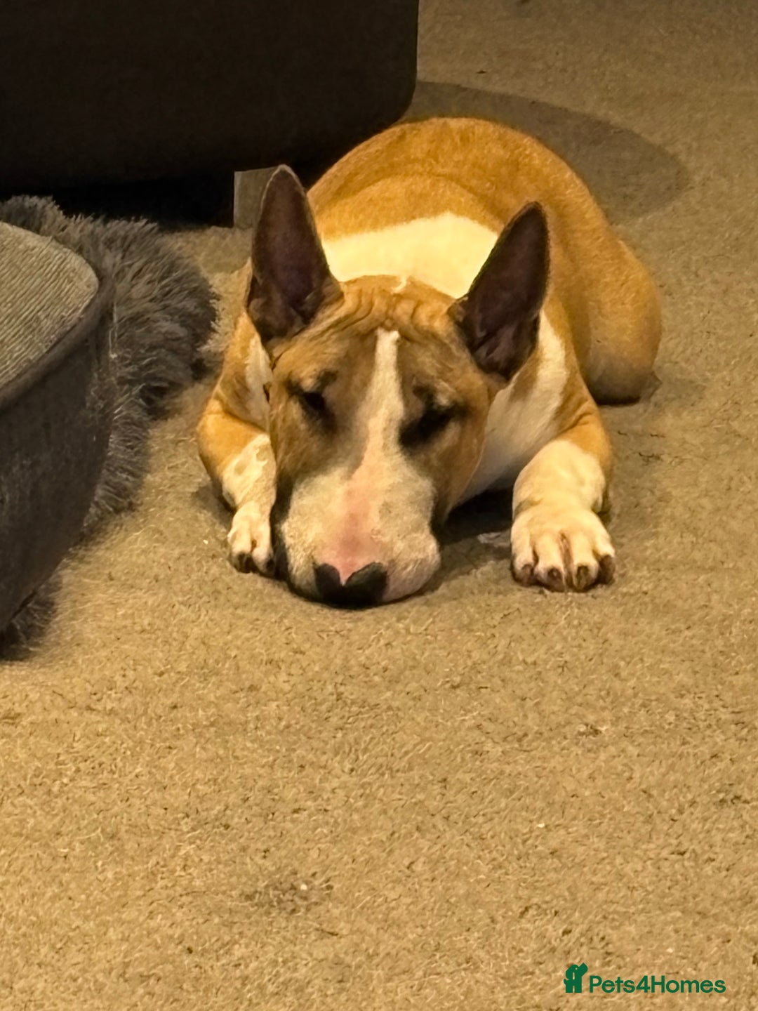 English Bull Terrier dogs for sale: English bull terrier  - Image 3