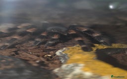 Spiders invertebrates for sale: Tarantula Collection 10 spiders  - Image 3