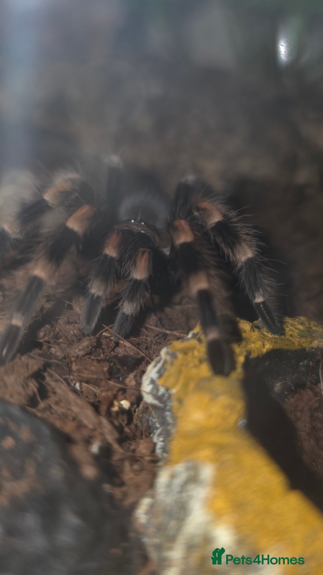 Spiders invertebrates for sale: Tarantula Collection 10 spiders  - Image 3
