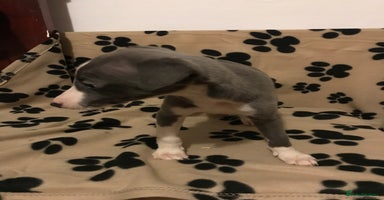 Whippet dogs Blue boys  - Advert 4