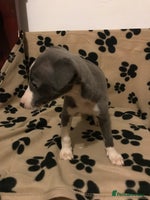 Whippet dogs Blue boys - Advert 5