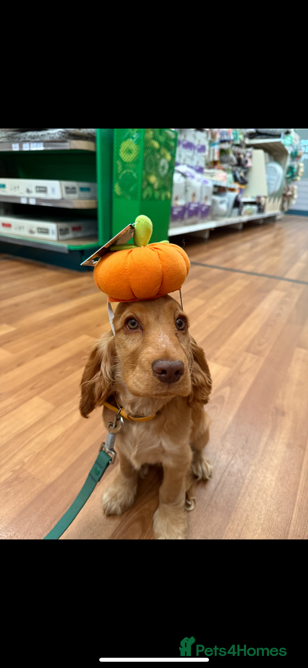 Cocker Spaniel dogs for sale: Fully health tested KC show cocker spaniel  - Image 4