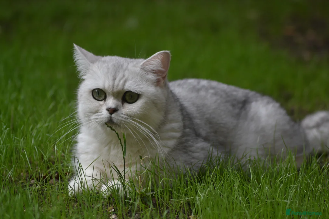 British Shorthair cats for sale: TICA/GCCF Adorable BSH/LH Girls  - Advert 23