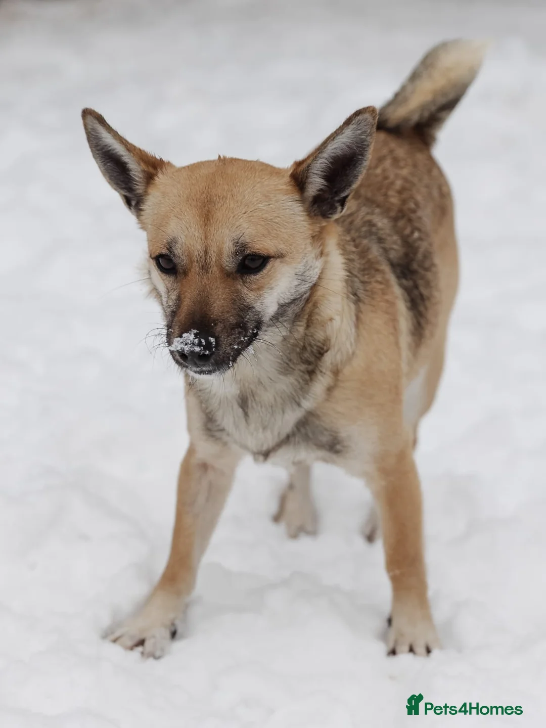 Mixed Breed dogs for adoption: ❤️LEESA❤️ small in size, big in heart young girl - Advert 6