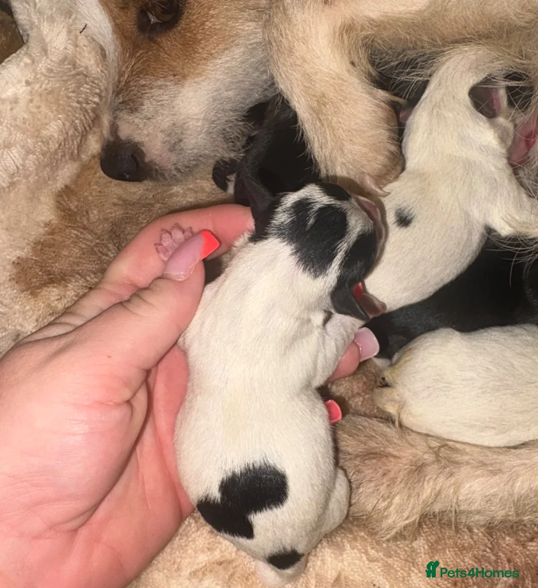 Jack Russell dogs for sale: Jack Russell puppys in Swindon - Advert 10