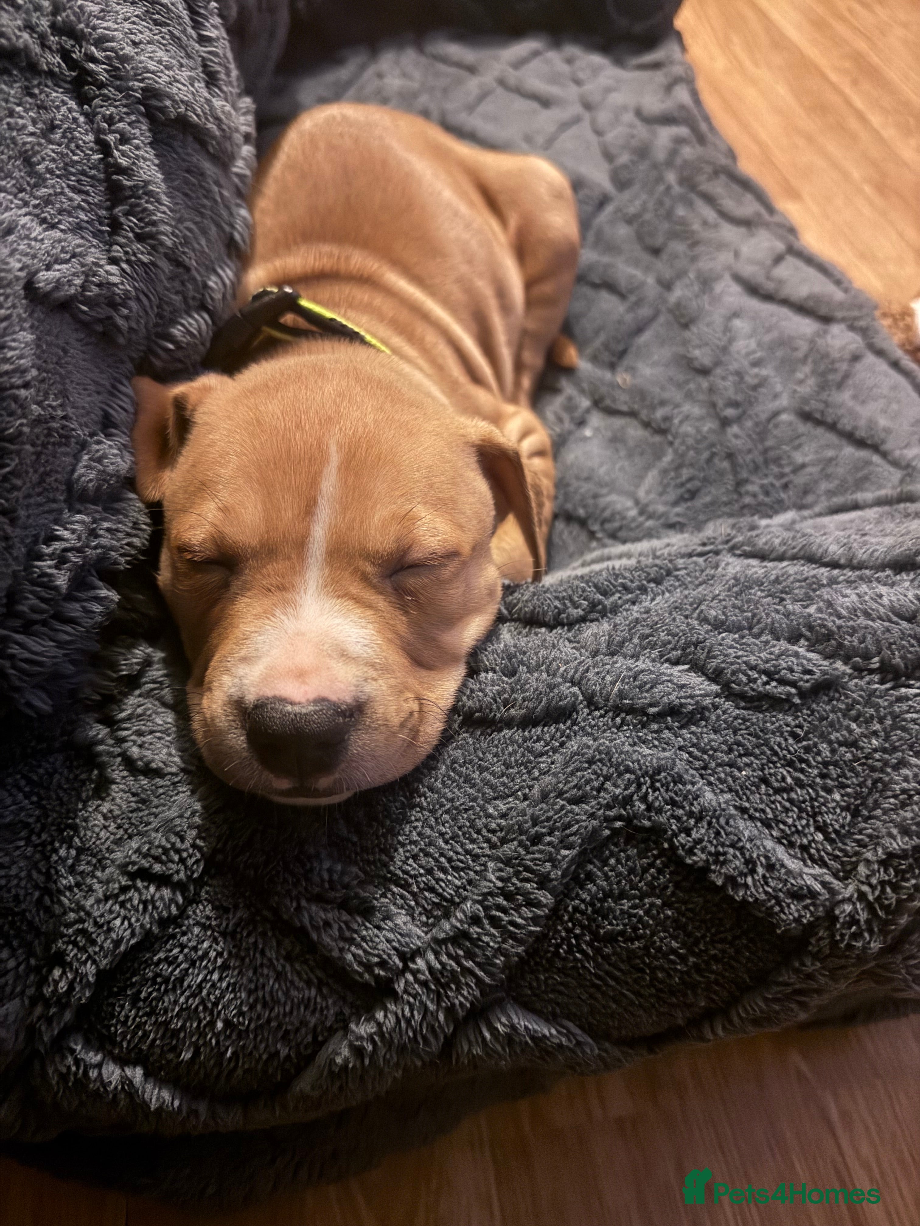 Staffordshire Bull Terrier dogs Male Staff Pup - Advert 1