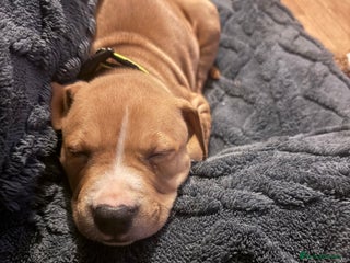 Staffordshire Bull Terrier dogs Male Staff Pup - Advert 9