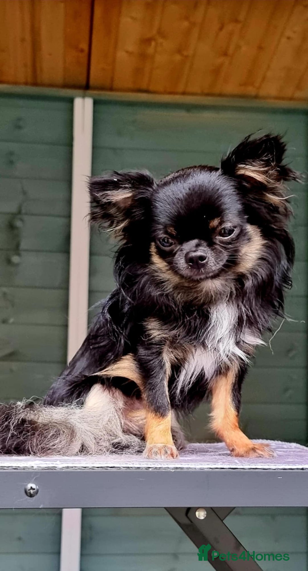 Chihuahua dogs for stud: Beautiful chihuahua stud boys - Advert 3