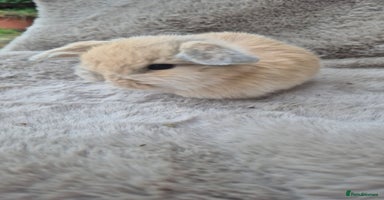 Mini Lop rabbits Mini lop for sale - Advert 10