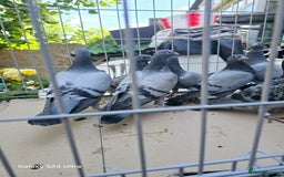 Pigeons birds for sale: Baby and adult racing Pigeons  - Image 26