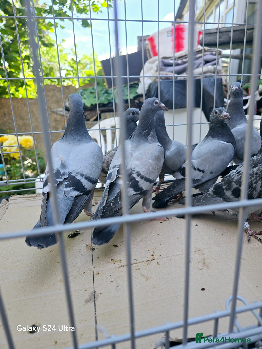 Pigeons birds for sale: Baby and adult racing Pigeons  - Image 26