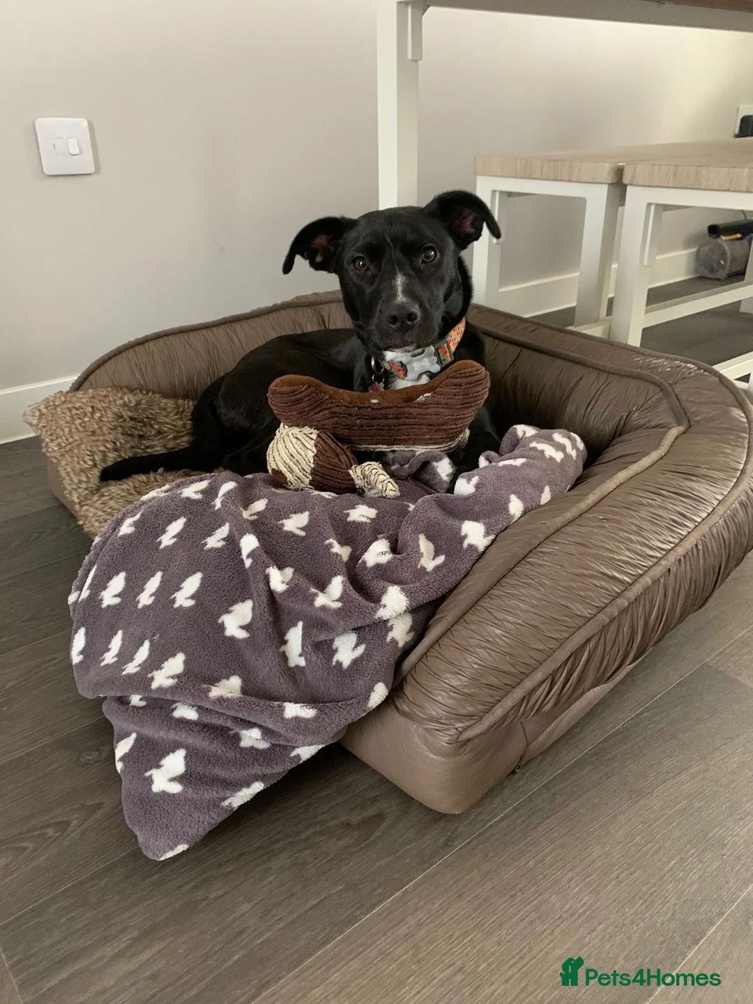 Mixed Breed dogs for adoption: Penny - Staffie Cross (16 kgs) in Bristol - Advert 6