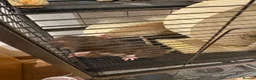 Rat rodents for sale: Rats with cage - Advert 4