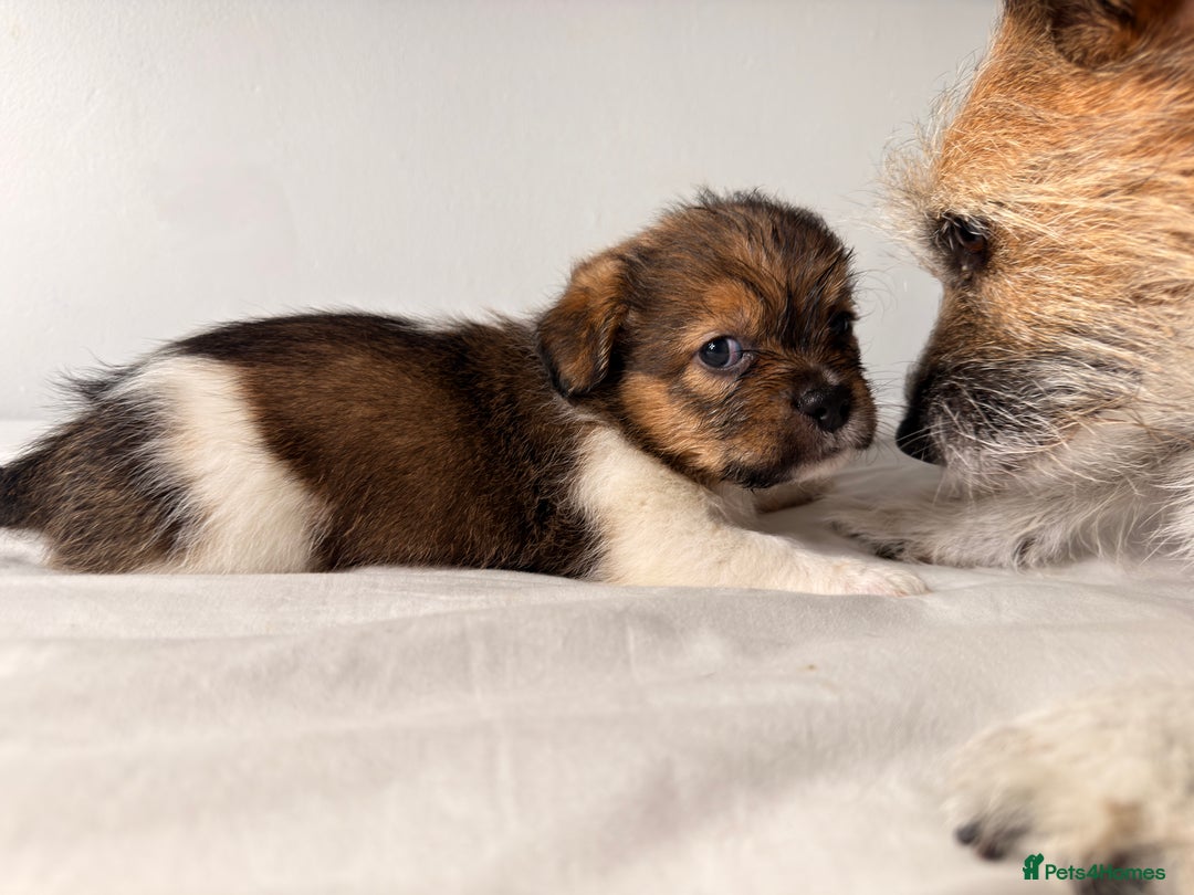 Mixed Breed dogs for sale: Stunning Jack tzu puppies. Jack Russell x Shih Tzu - Image 22