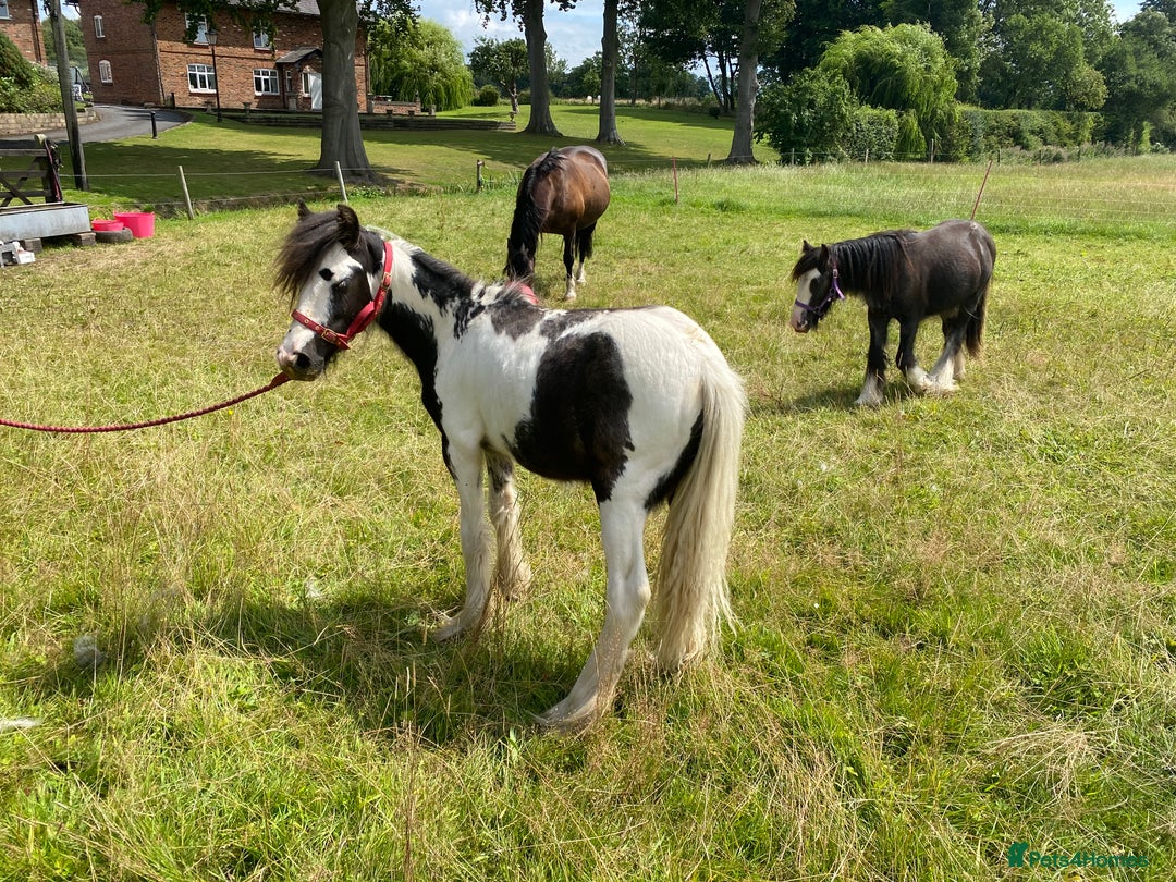 Other Breed horses for sale: Choppa - Image 2