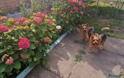 Yorkshire Terrier dogs for sale: Adult York Terrier for sale  - Image 3