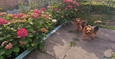 Yorkshire Terrier dogs - Advert 2
