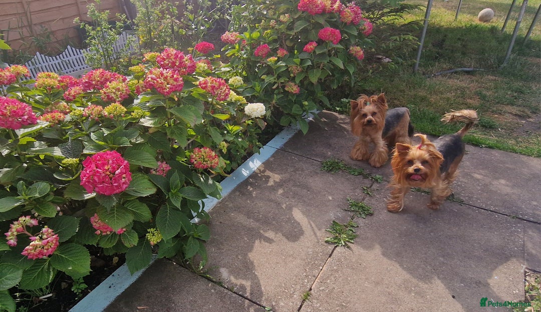 Yorkshire Terrier dogs for sale: Adult York Terrier for sale  - Image 3