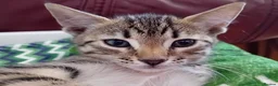 Bengal cats for sale: HomeRaised Bengal x Blue British Shorthair Kittens - Advert 26