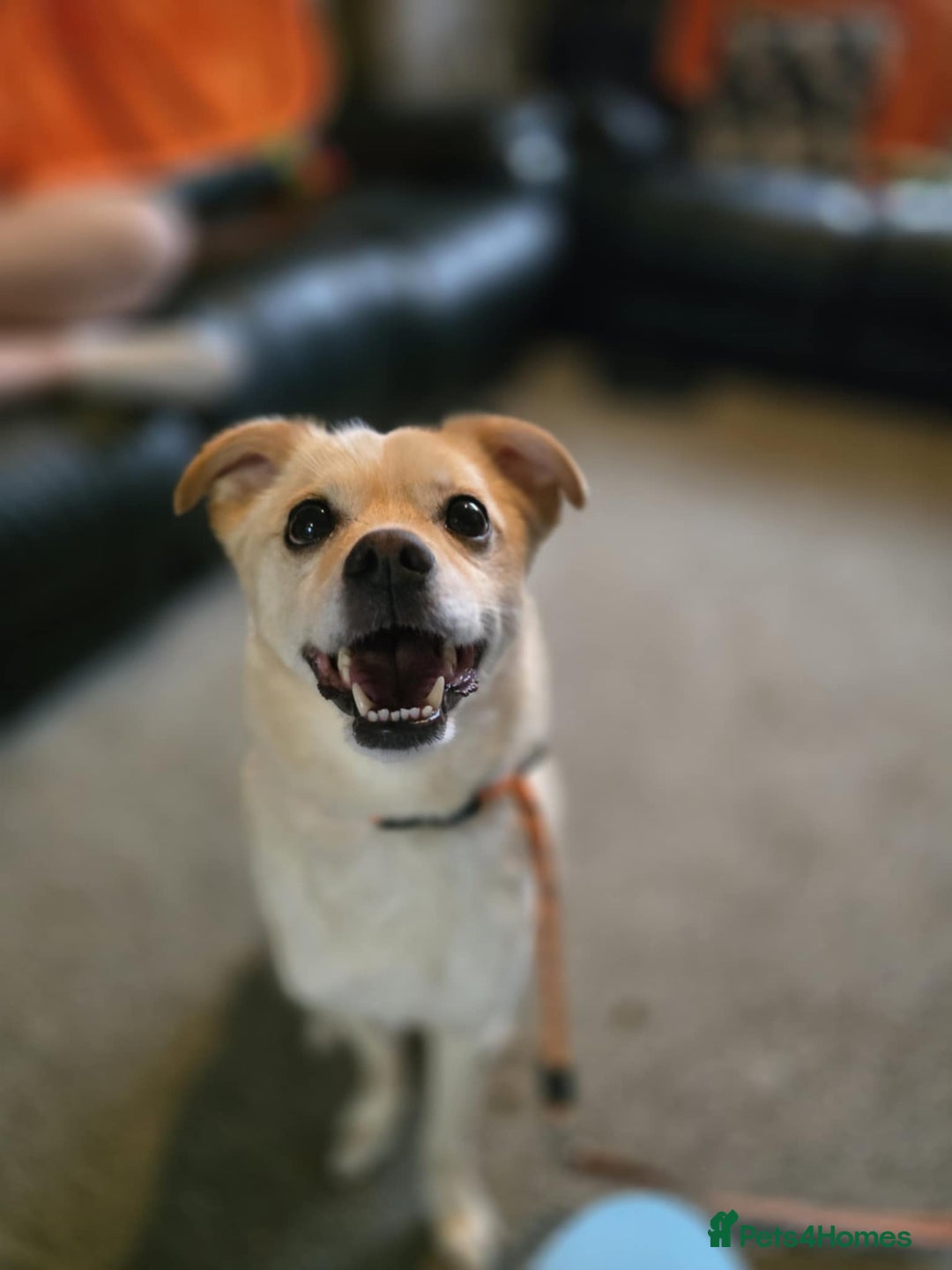 Mixed Breed dogs for adoption: 🍉Pipin🍉 for adoption, fostered in GLASGOW - Image 10